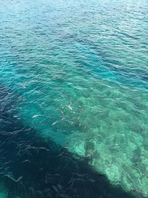 透明な沖縄の海